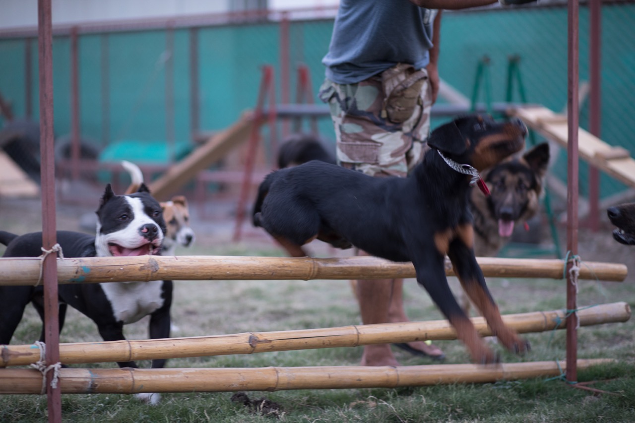 Dog Park - Professional service photo 2